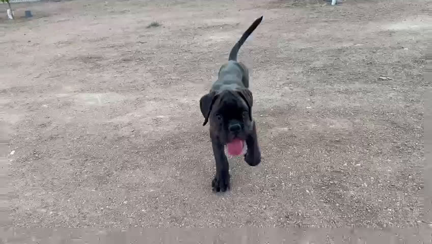 Boxer perros en venta: Boxer - Video 1