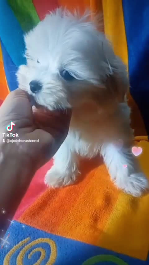 Bichón Maltés perros en venta: Maltés coreano toy ✨✨✨👈👈👈☎️ - Video 1