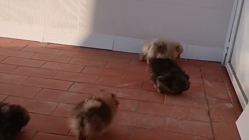 Pomerania perros en venta: Pomerania de Calidad  - Video 1