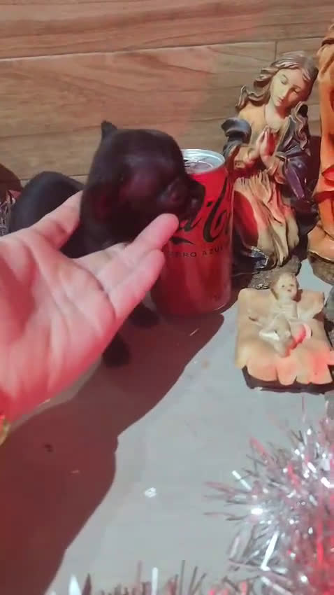 Chihuahua perros en venta: Chihuahua  - Video 2