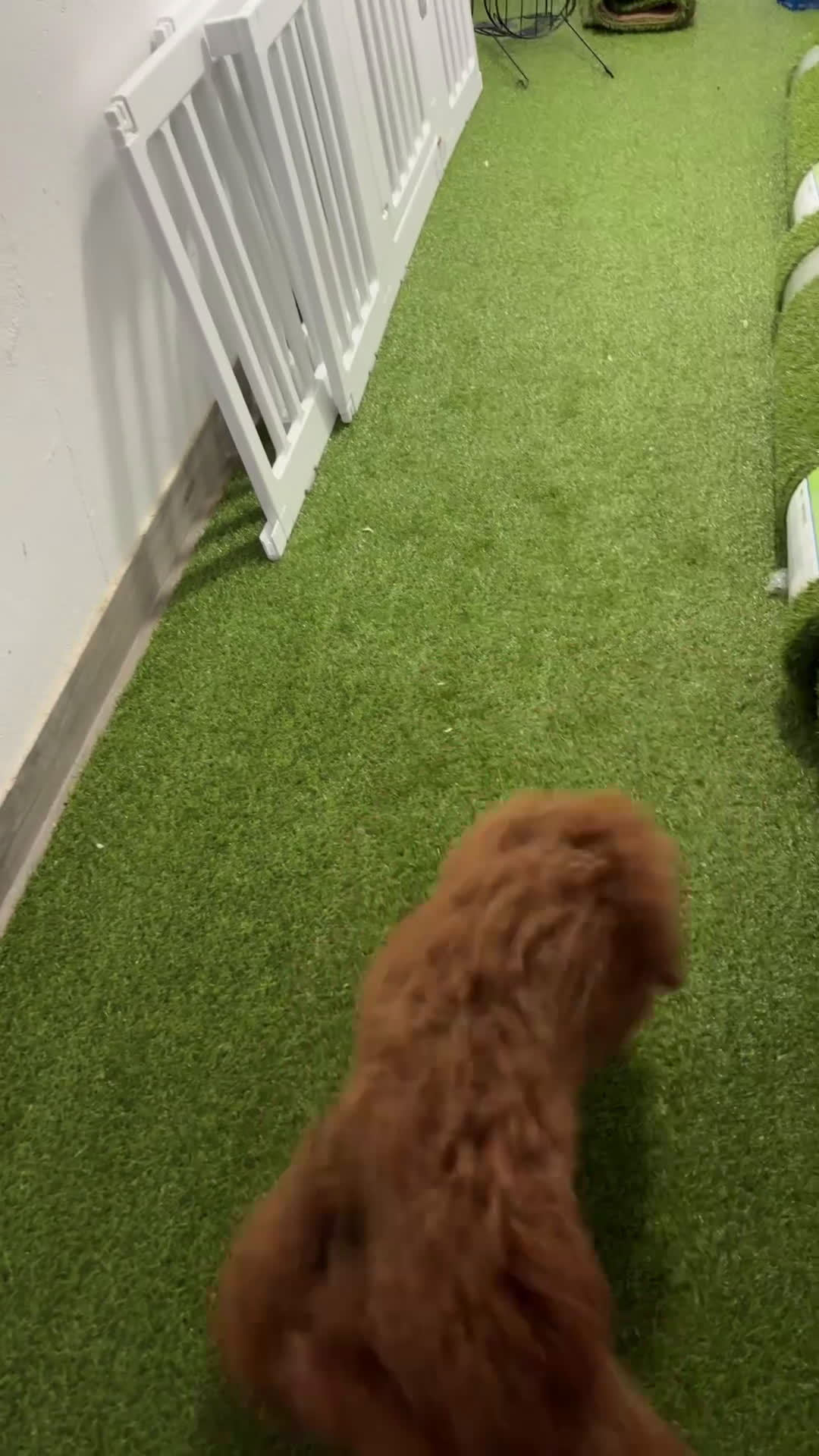 Caniche Mediano perros en venta: caniche mediano - Video 1