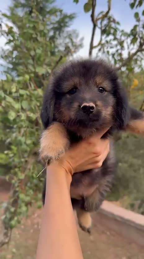 Raza Mixta perros en venta: Cachorros de Teckel y Shiba Inu - Video 3