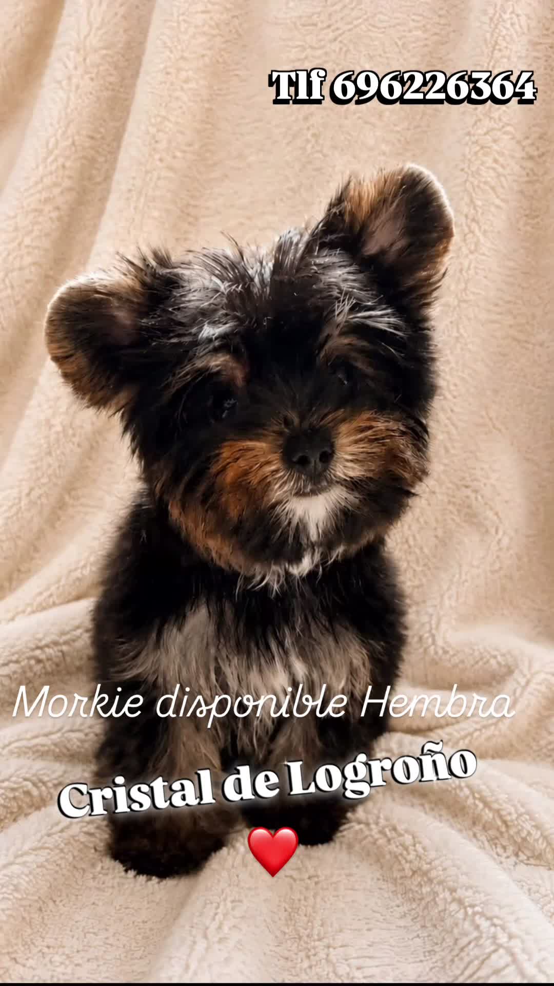 Raza Mixta perros en venta: Monísima Morkie  - Video 1