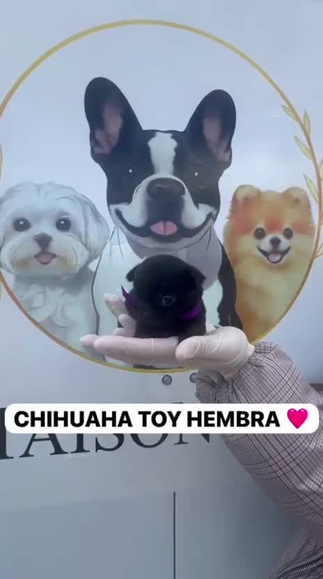 Chihuahua perros en venta: CAMADA CHIHUAHUAS PRECIOSOS - Video 2