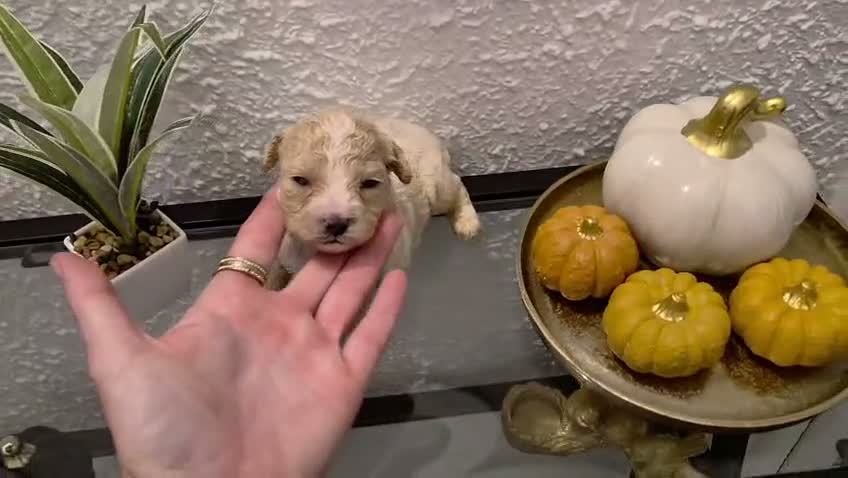 Maltipoo perros en venta: Maltipoo hembra  - Video 1