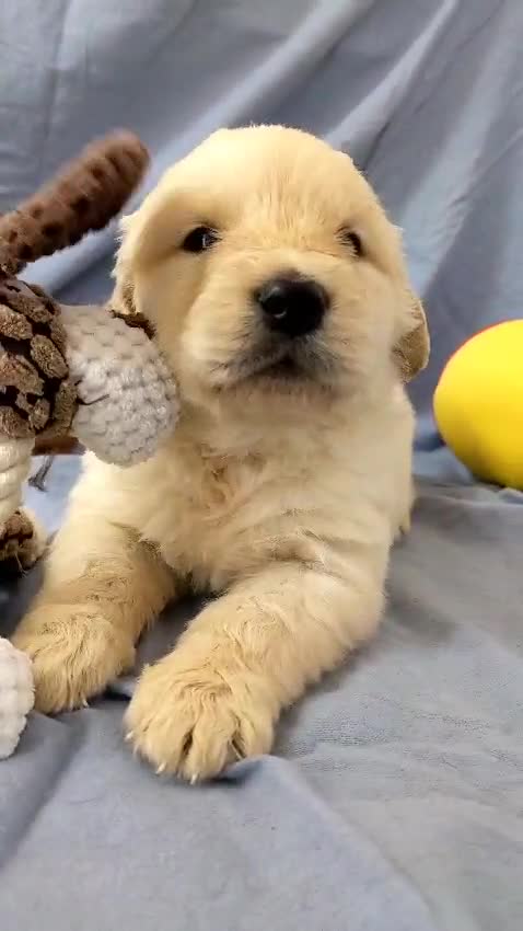 Golden Retriever perros en venta: Preciosos cachorros de golden retriever - Video 3