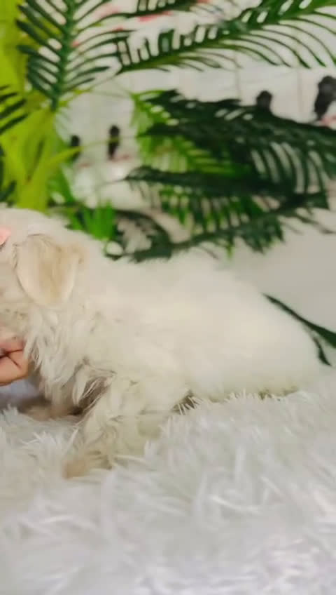 Bichón Maltés perros en venta: BICHÓN MALTÉS HEMBRA-LÍNEA COREANA - Video 1