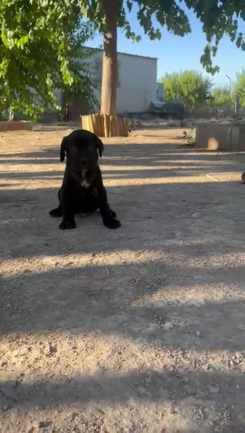 Cane Corso perros en venta: CACHORRO DE CANE CORSO - Video 1