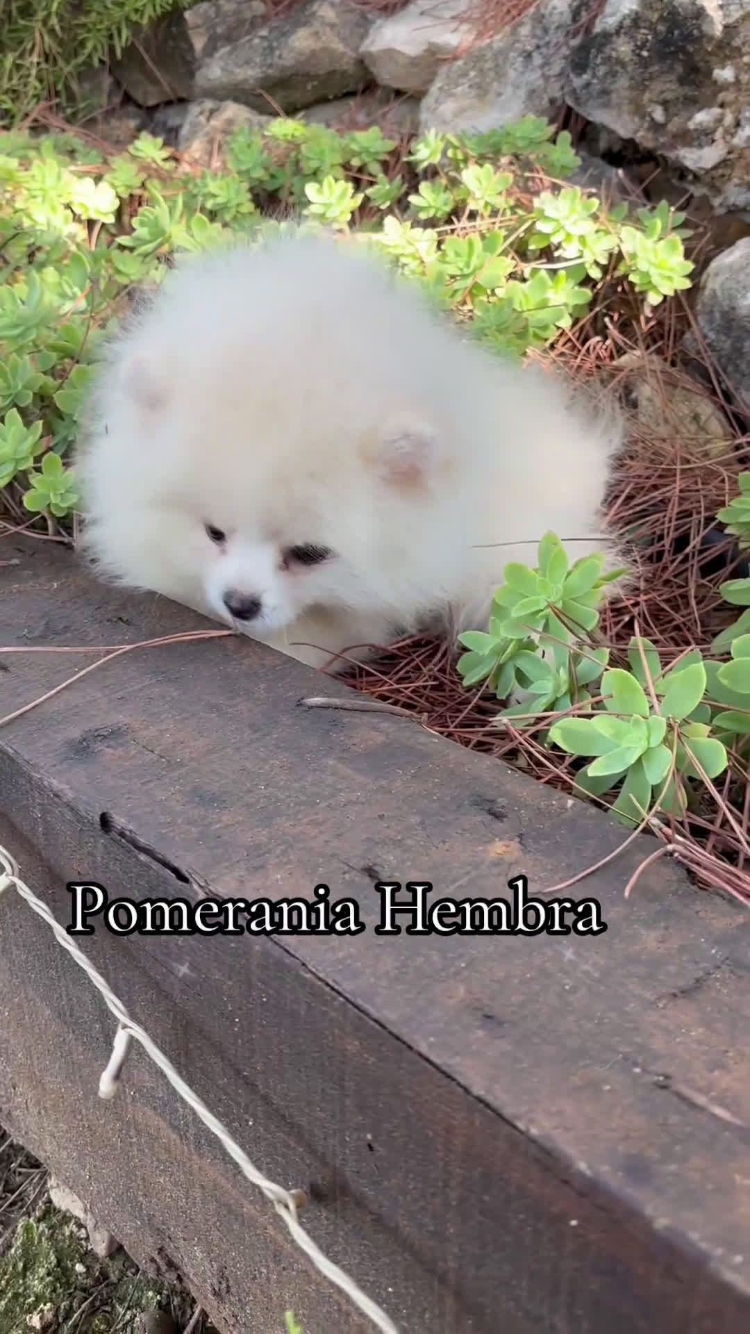Pomerania perros en venta: Pomerania Hembra fotos actuales  - Video 1
