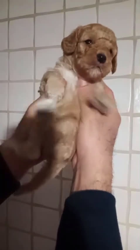 Caniche Mediano perros en venta: Caniches medianos tirando a enano - Video 1