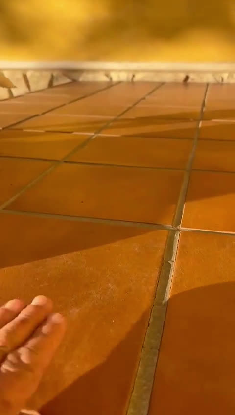 Jack Russell Terrier perros en venta: Cachorros de Jack russell  - Video 1