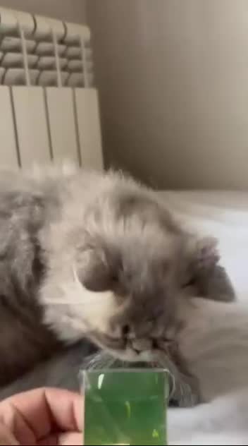 Persa gatos en venta: Persa en Madrid - Video 1