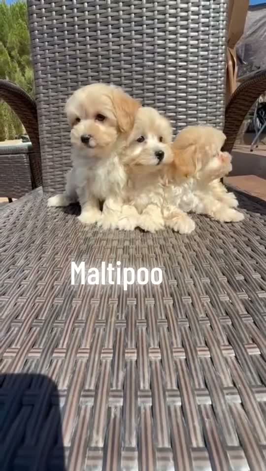 Maltipoo perros en venta: Maltipoo preciosos cachorros  - Video 1