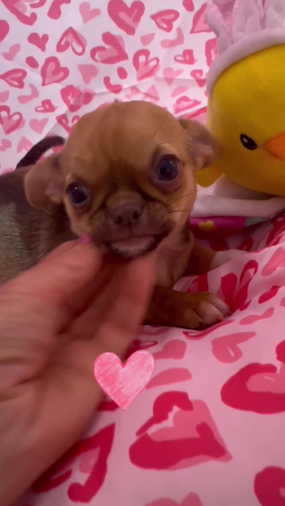 Chihuahua perros en venta: Chihuahuas cabeza manzana  - Video 1