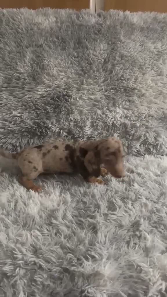 Teckel Miniatura perros en venta: TECKEL MINI CHOCOLATE ARLEQUÍN - Video 1