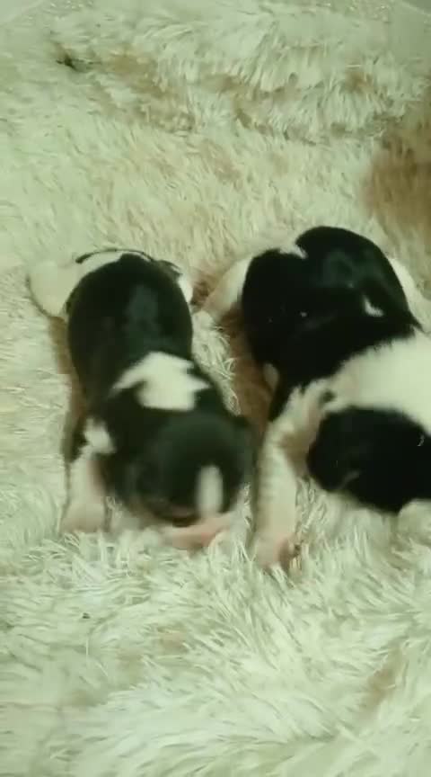 Beagle perros en venta: Beagle - Video 2