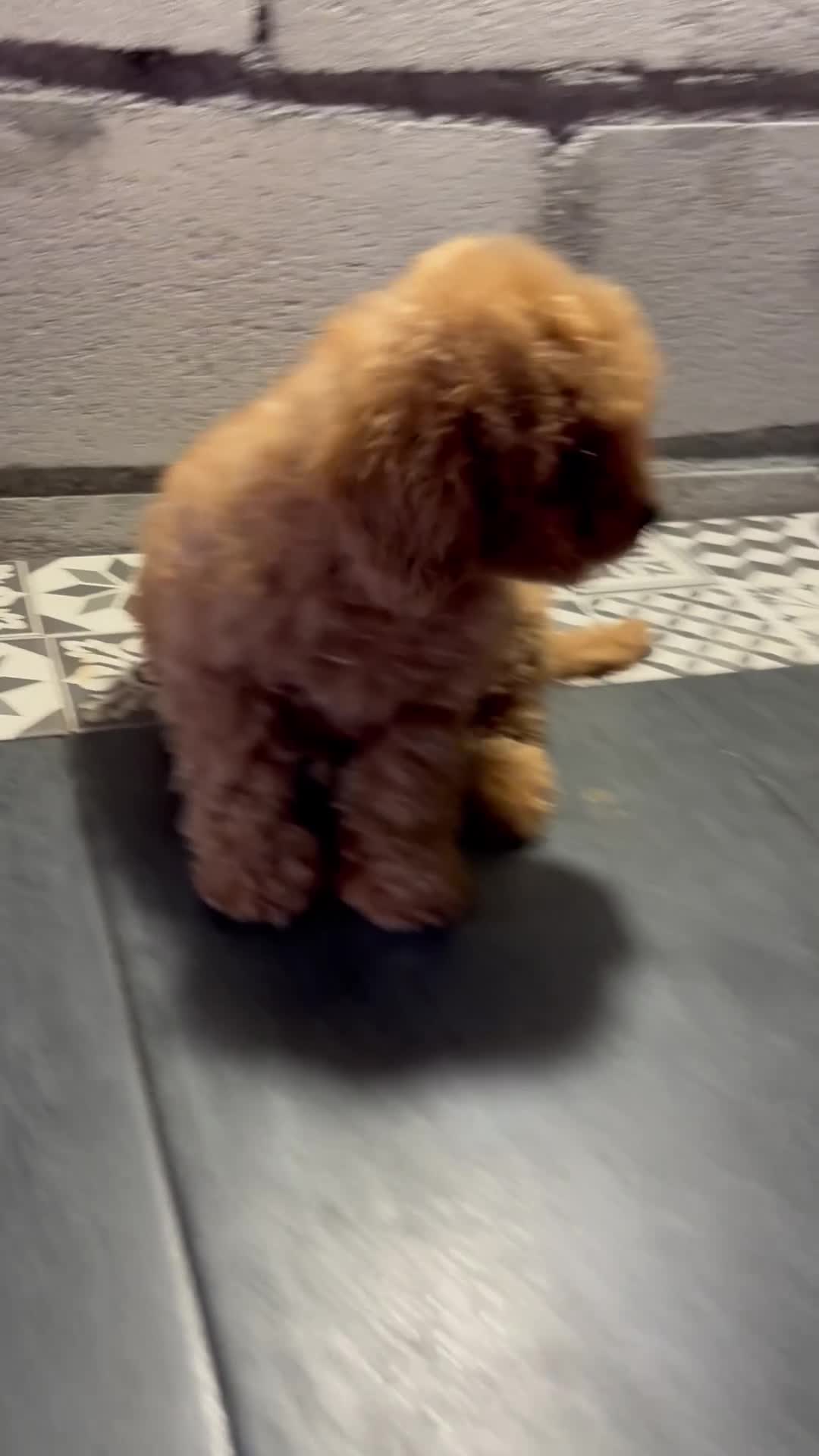 Caniche Toy perros en venta: caniche toy  en Pontevedra - Video 2