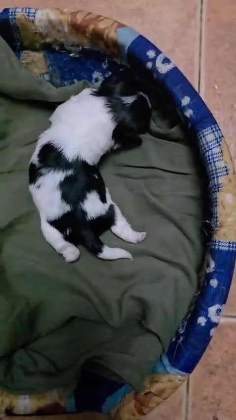 Shih Tzu perros en venta: Shih tzu mini - Video 1
