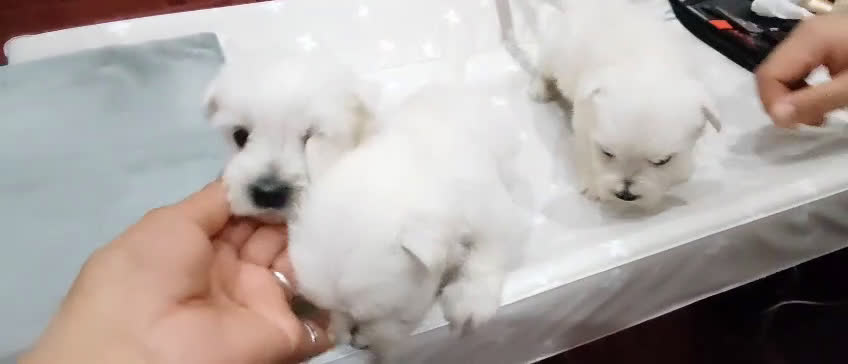 West Highland White Terrier perros en venta: Westie - Video 2