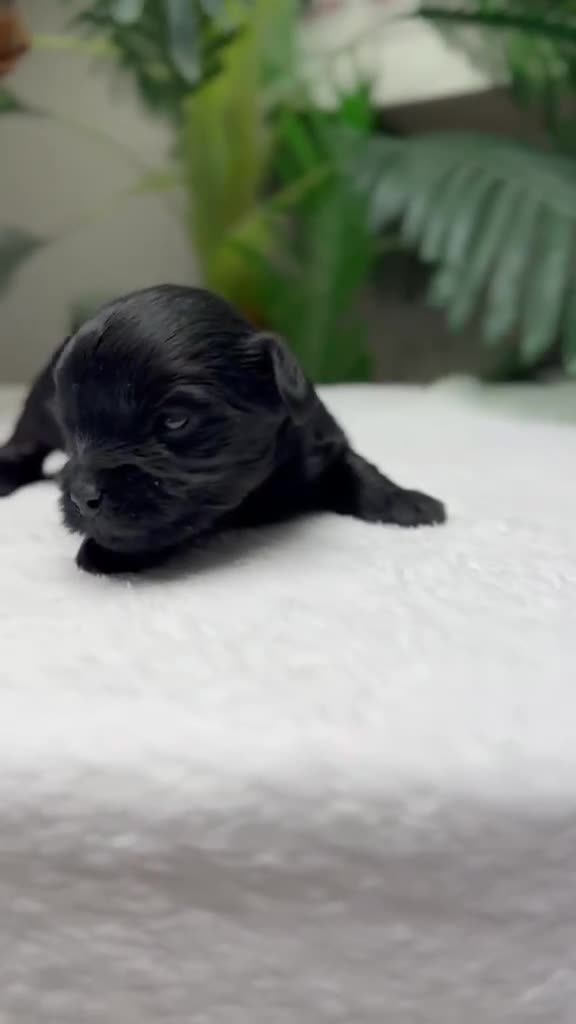 Maltipoo perros en venta: MALTIPOO - Video 2
