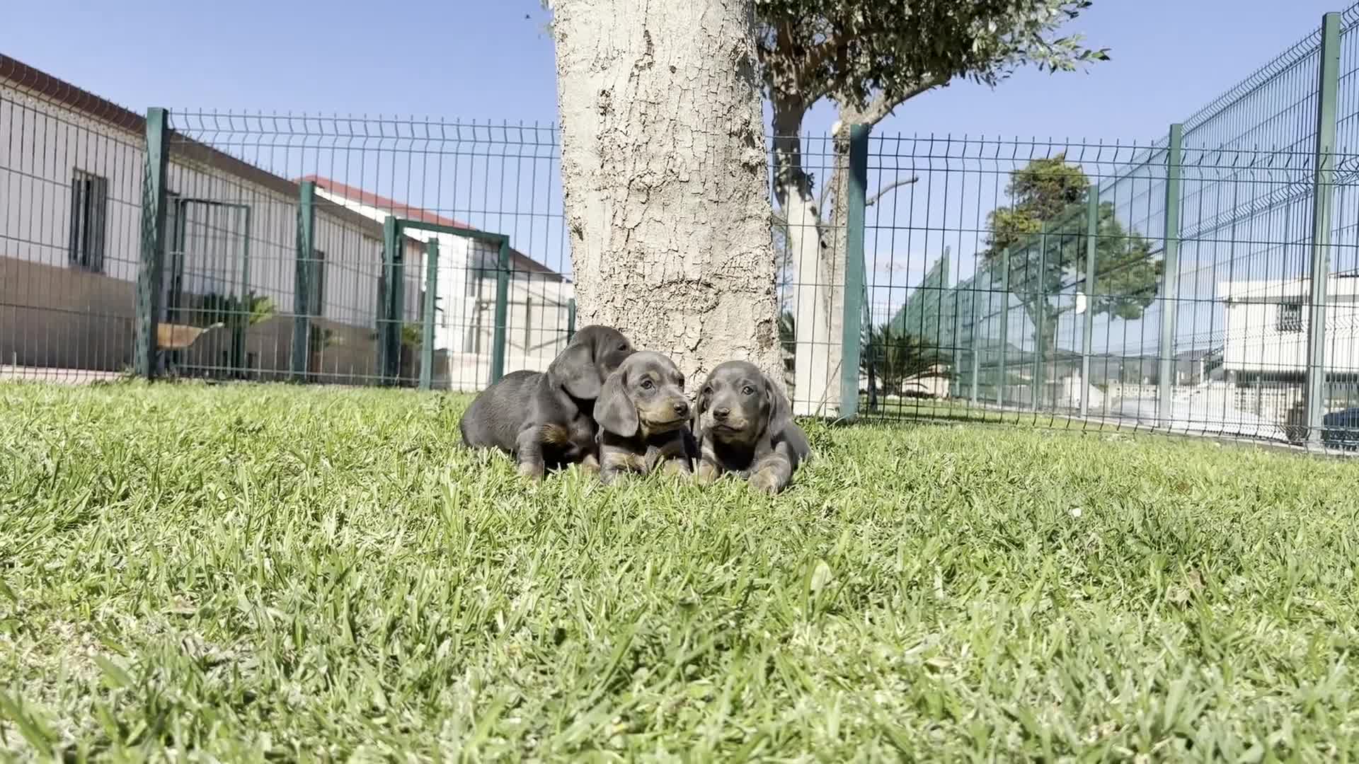 Teckel Miniatura perros en venta: TECKEL MINIATURA  - Video 1