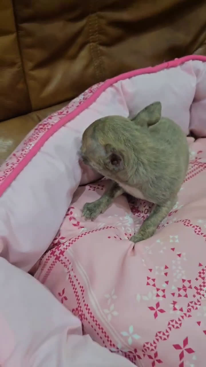 Pequeño Lebrel Italiano perros en venta: Piccolo italiano - Video 2