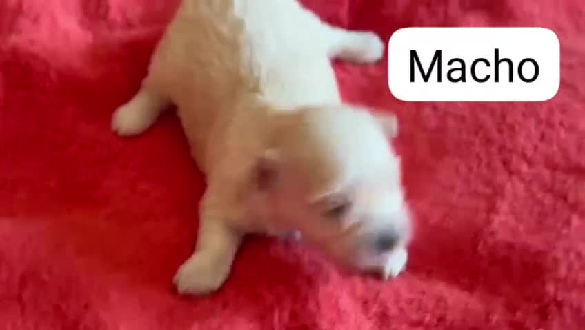 Maltipoo perros en venta: Maltipoo nacionales machos y hembras  - Video 2