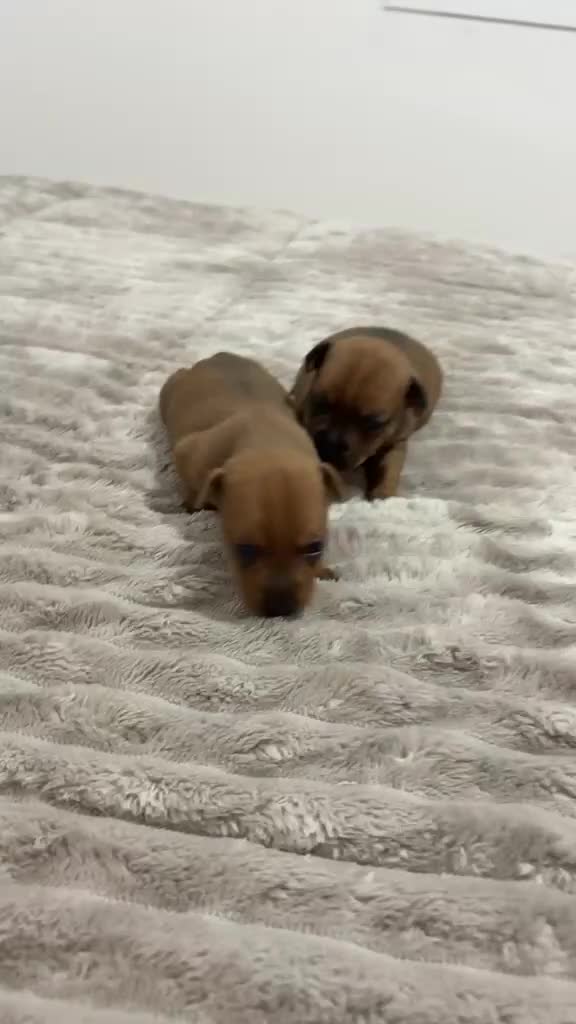 Raza Mixta perros en venta: Minijack - Video 1