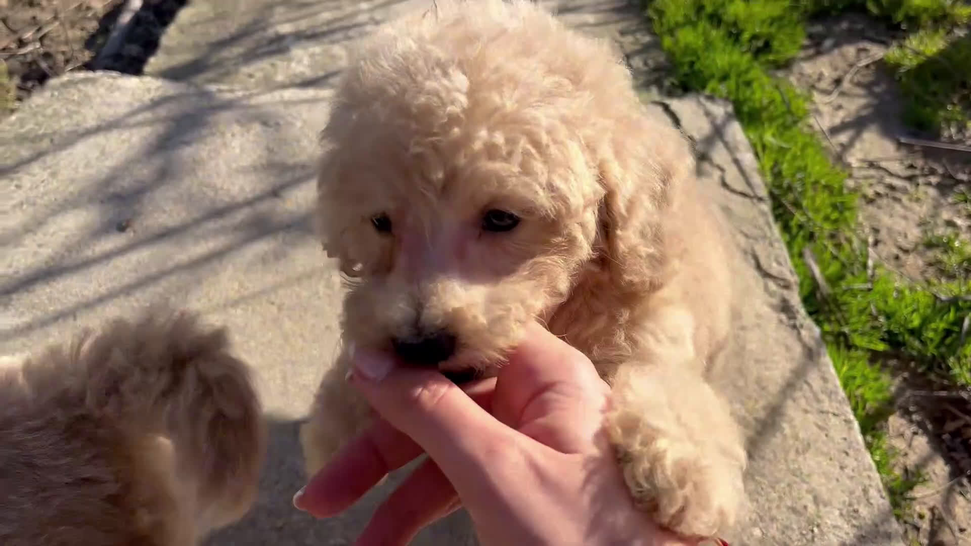 Caniche Enano perros en venta: Camada de caniche enano disponible! - Video 1