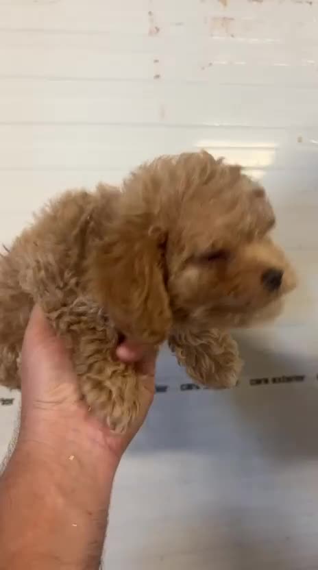 Maltipoo perros en venta: Bonita pareja Maltipoo - Video 1