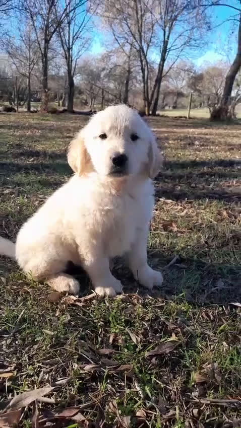 Golden Retriever perros en venta: Camadas de Golden - Video 5