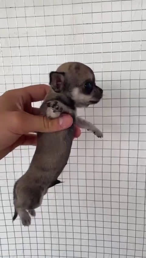 Chihuahua perros en venta: CHIHUAHUAS MINIS GRAN CALIDAD  - Video 1