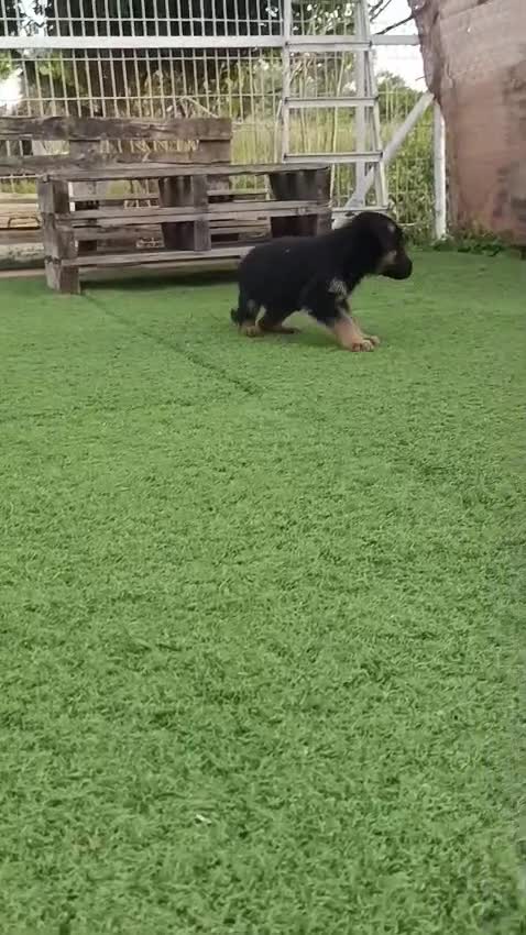 Pastor Alemán perros en venta: Pastor alemán  - Video 2