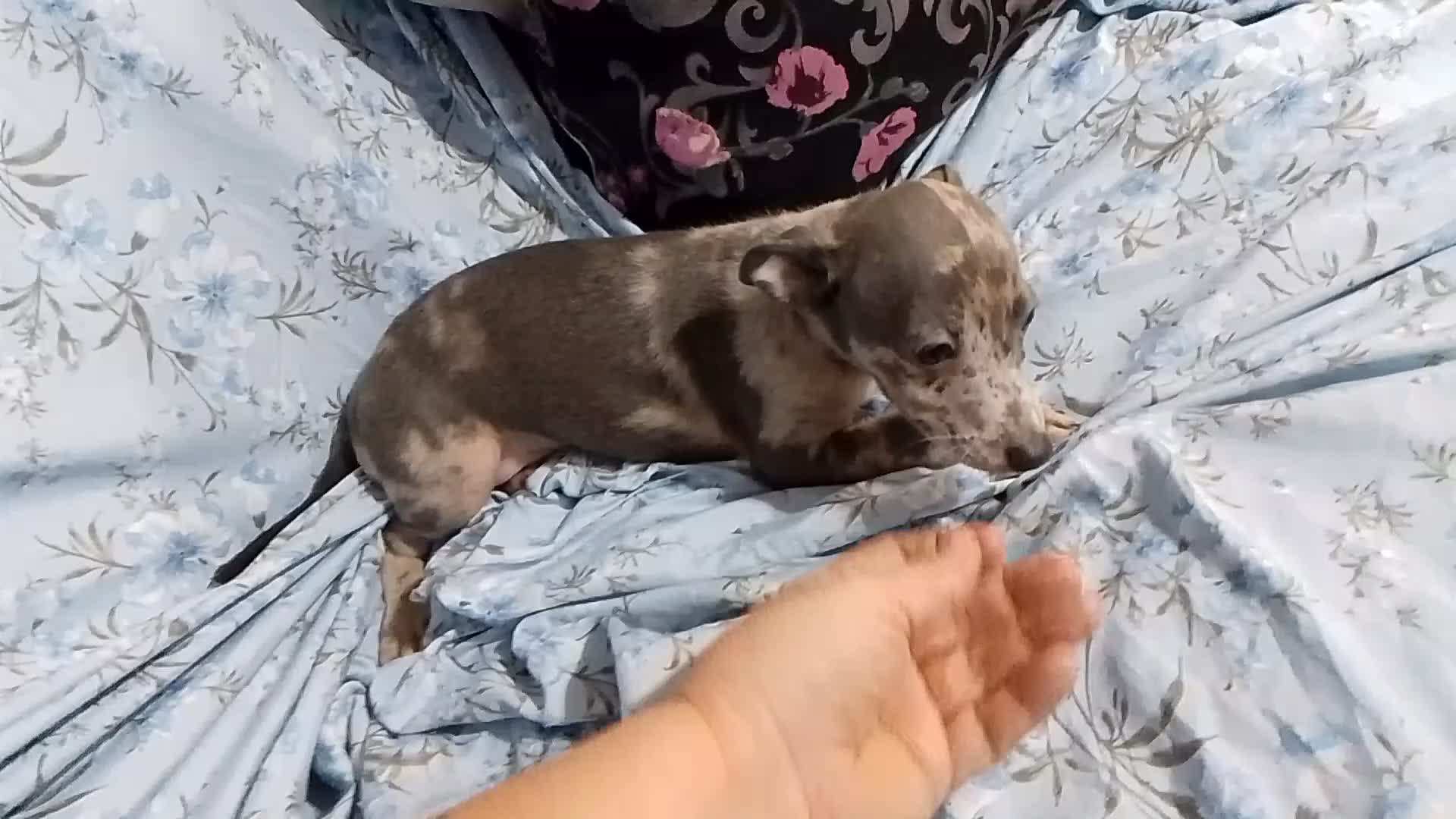 Raza Mixta perros en venta: Greyhuahua solo quedan los Merle y uno marrón  - Video 1