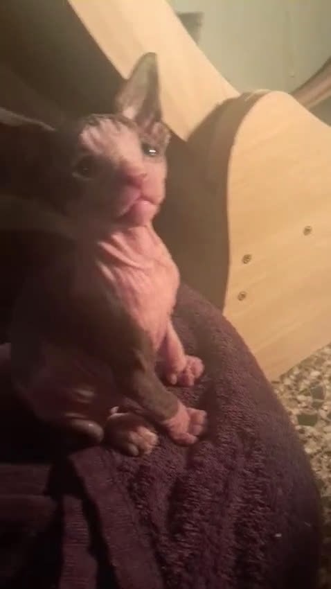 Sphynx gatos en venta: Gato sphinge  - Video 1