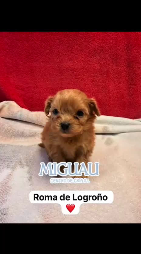 Shihpoo perros en venta: Preciosos ShihPoos de varios colores - Video 1