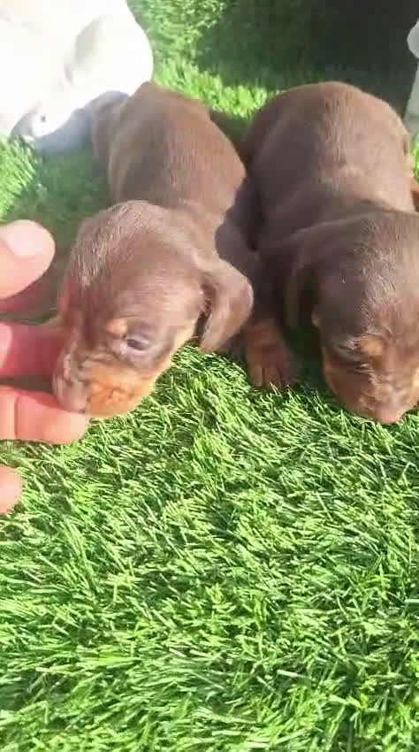 Teckel perros en venta: Teckel Hembra y Macho - Video 1