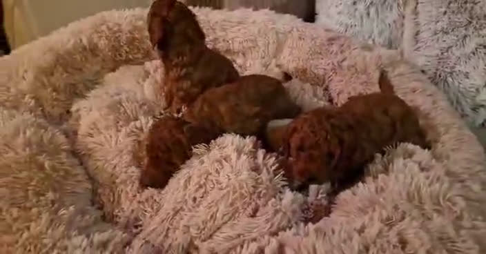 Caniche Toy perros en venta: ‼️‼️CANICHE TOY ROJOS MACHOS 50% ASIÁTICOS  - Video 1