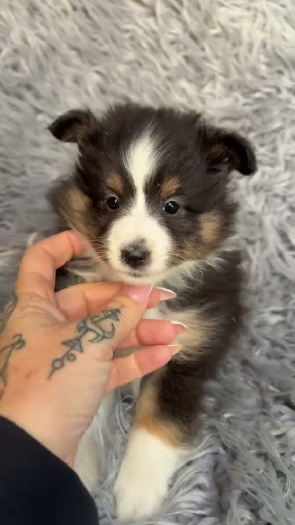 Perro Pastor de las Shetland perros en venta: Macho shetland tricolor  - Video 1