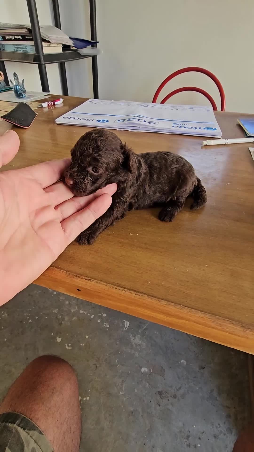 Caniche Toy perros en venta: Cachorros caniche toy - Video 1