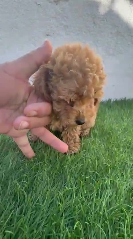 Caniche Toy perros en venta: Caniche toy - Video 1