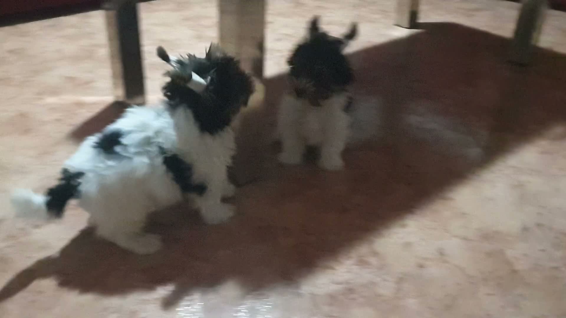 Biewer Yorkshire Terrier a la Pom Pon perros en venta: Biewer con pedigree de la mejor calidad - Video 4