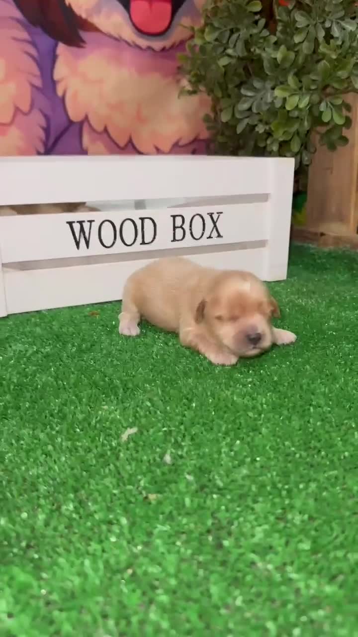 Maltipoo perros en venta: Maltipoo Toy Machos Rojo muy pequeños  - Video 1