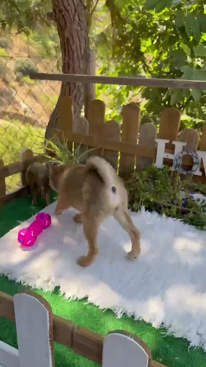Shiba Inu perros en venta: Shiba Inu Hembras disponibles  - Video 2