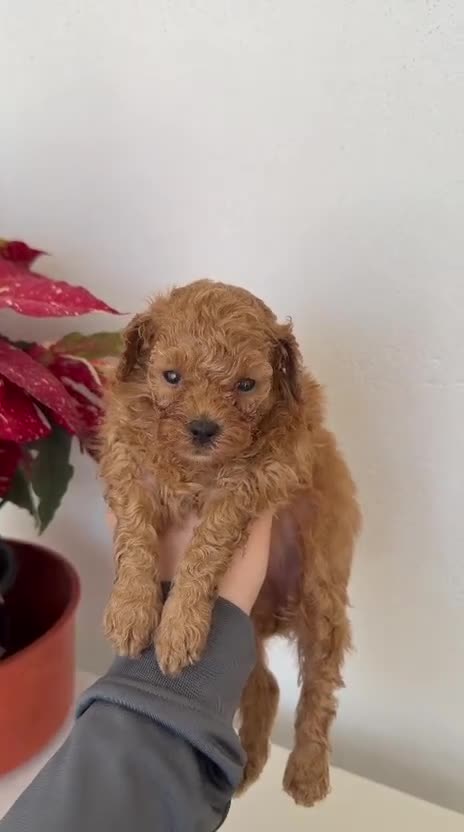 Caniche Toy perros en venta: CANICHE TOY - Video 2