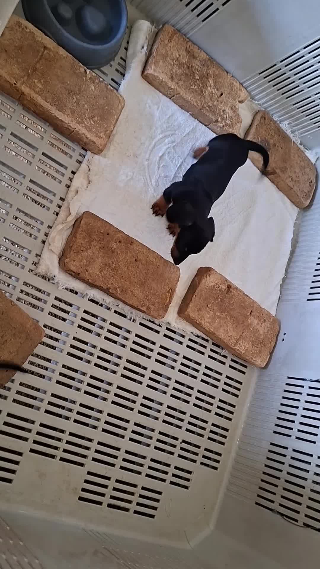 Teckel Miniatura perros en venta: Teckel canichen - Video 1