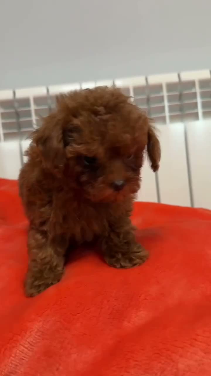 Caniche Toy perros en venta: 🐩 CANICHE TOY ROJO PIMENTÓN — 2 MESES 🤎  ✨  en Madrid - Video 1
