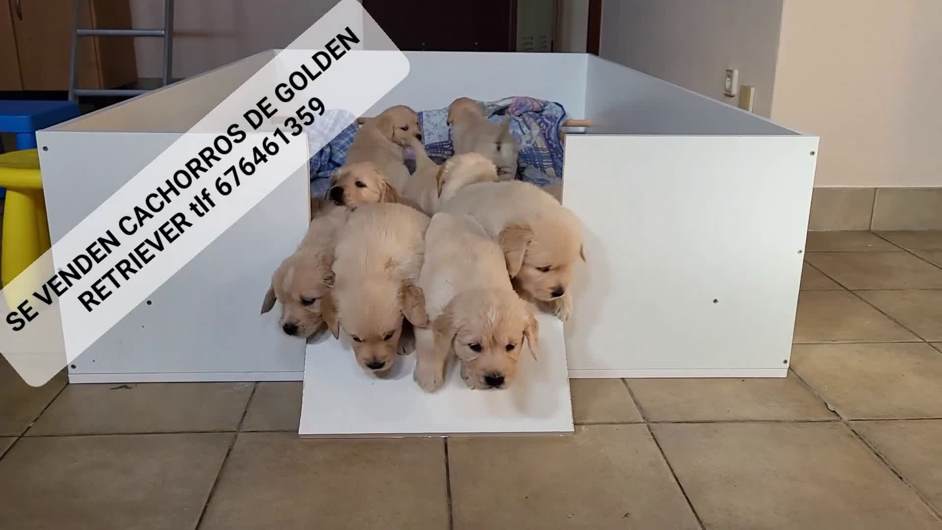 Golden Retriever perros en venta: Cachorros Golden Retriever - Video 1