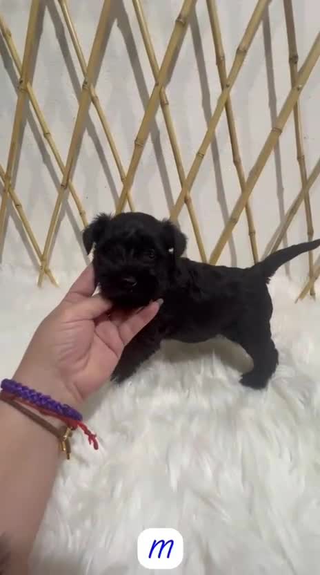 Schnauzer Miniatura perros en venta: SCHNAUZER MINIATURA CACHORRITOS - Video 1