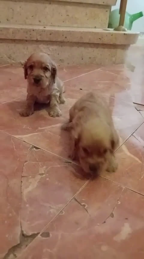 Cocker Spaniel Inglés perros en venta: Cocker spaniel inglés  - Video 2
